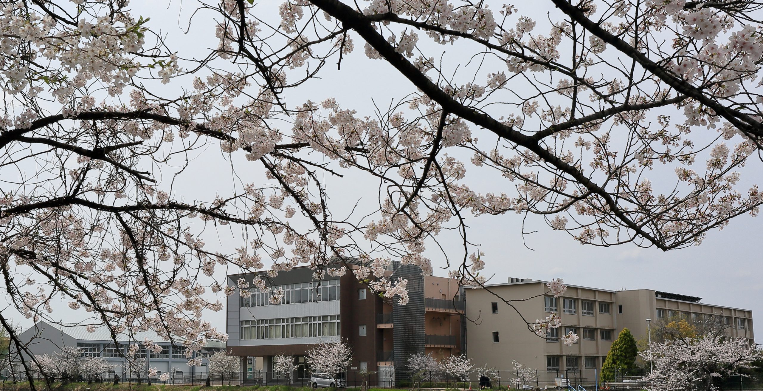 新年度が始まりました | 名古屋大学教育学部附属中・高等学校